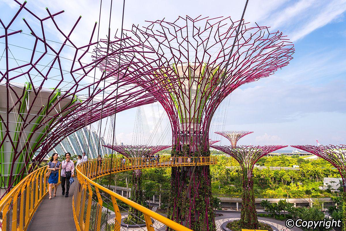 Supertree trong Gardens by the Bay