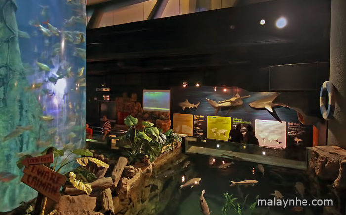 Thủy cung Aquaria ở Kuala Lumpur - Ảnh 9