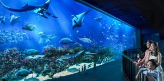 S.E.A Aquarium Singapore: Thủy cung lớn nhất thế giới ở Sentosa
