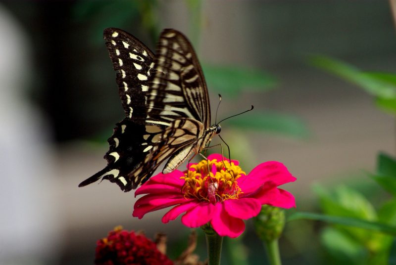 Xem bướm và công trùng tại Butterfly Park & Insect Kingdom Sentosa