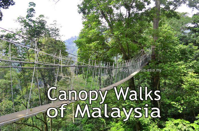 Canopy Walk