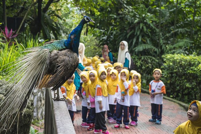 KL Bird's Park: Đến thăm vườn chim KL ở Malaysia