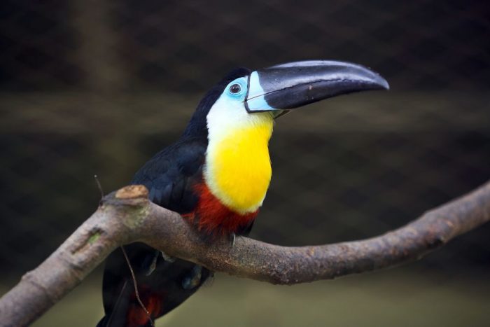 KL Bird's Park: Đến thăm vườn chim KL ở Malaysia