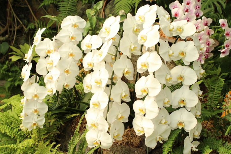National Orchid Garden - Vườn Lan Quốc Gia Singapore