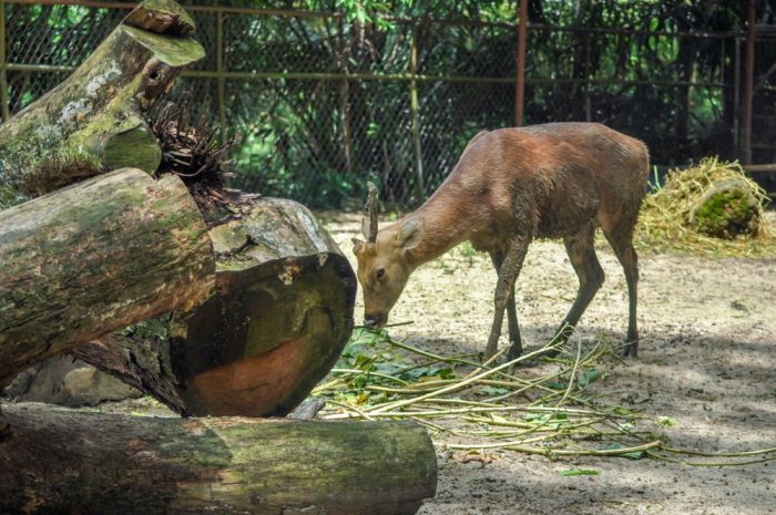 Công viên hươu Kuala Lumpur (The Kuala Lumpur Deer Park)