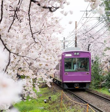 Xe lửa đi qua hàng Sakura