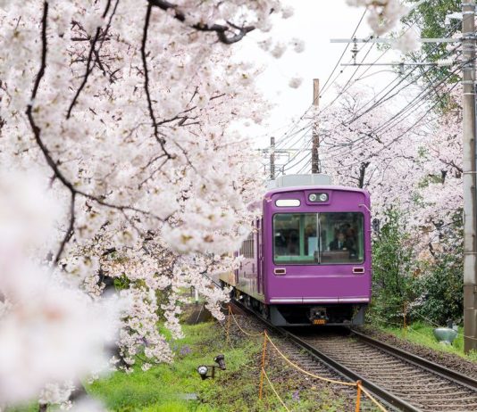 Xe lửa đi qua hàng Sakura