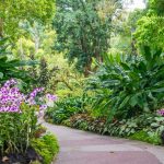 Singapore Botanic Garden - Vườn bách thảo Singapore
