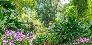 Singapore Botanic Garden - Vườn bách thảo Singapore