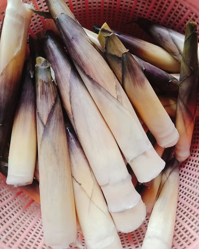 Măng đắng rừng, nguyên liệu đặc sản mua về làm quà khi du lịch Hoà Bình tự túc.