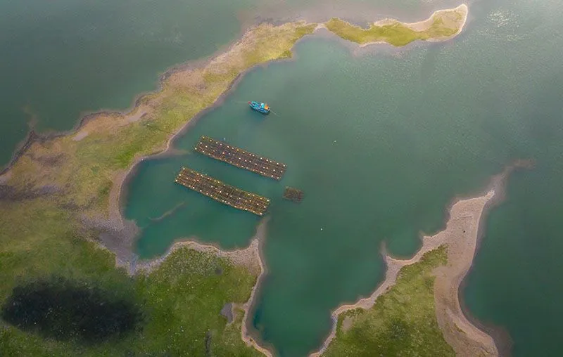 Đầm Thị Nại nổi tiếng với hệ sinh thái trù phú, đa dạng