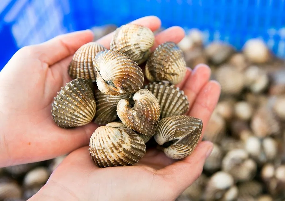 Sò huyết đầm Ô Loan béo ngậy, tươi ngon