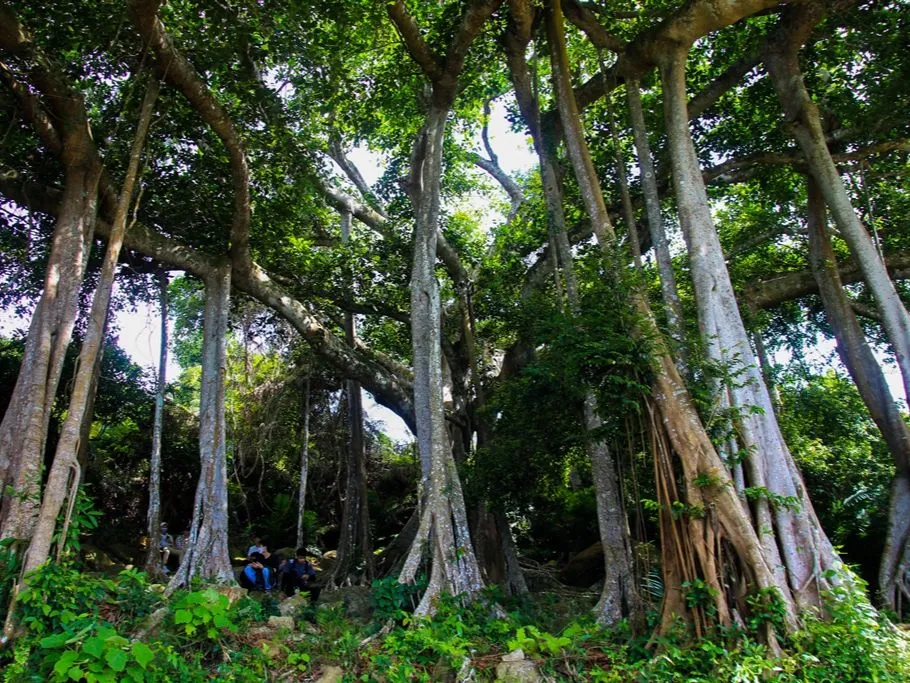 du lịch đà nẵng bán đảo sơn trà - cây đa ngàn năm