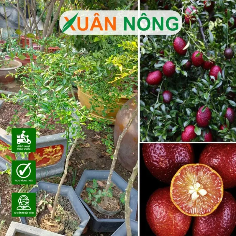 Kỹ Thuật Trồng Chanh Dây Toàn Diện: Từ Chuẩn Bị Đất Đến Thu Hoạch Năng Suất Cao