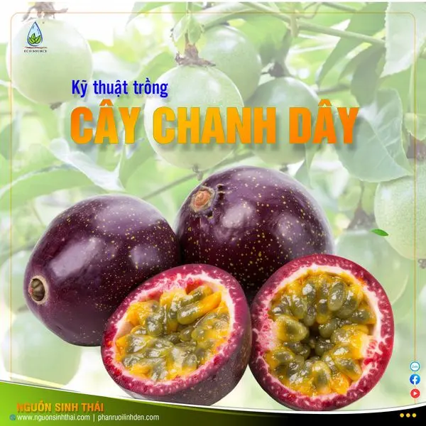 Kỹ Thuật Trồng Chanh Dây Toàn Diện: Hướng Dẫn Chi Tiết Từ A Đến Z Để Đạt Năng Suất Cao