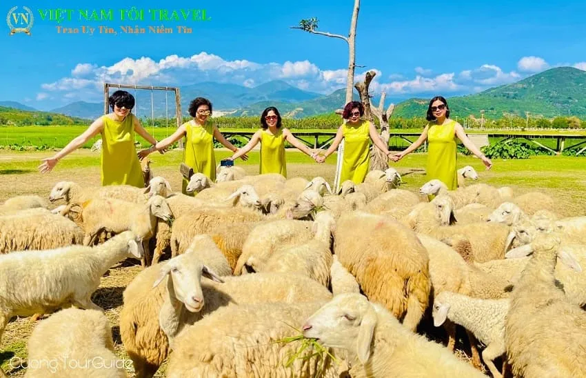 Cùng chụp Ảnh với những chú Cừu đáng yêu và thân thiện tại Đồng Cừu, trải nghiệm khó quên