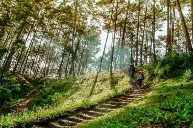 Bạn sẽ được hòa mình vào thiên nhiên khi đến rừng thông Yên Minh