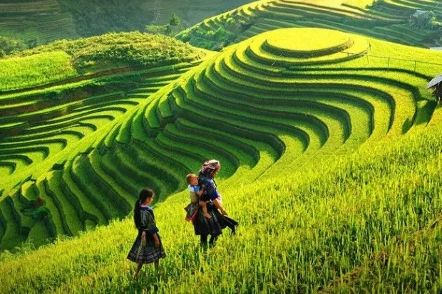 Ruộng bậc thang tại Hoàng Su Phì gợi cảm giác như những nấc thang lên thiên đường