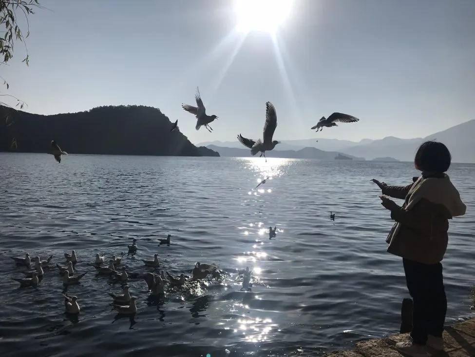 Hải âu tại Đảo Lige, Hồ Lugu, kinh nghiệm du lịch Trung Quốc tự túc